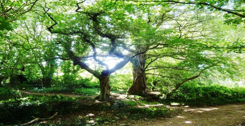 woodland